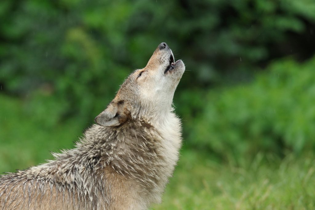 Jäger im Wald