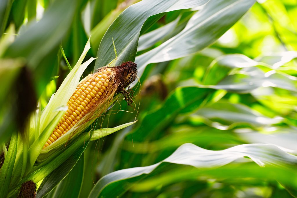 Mais vor Wildverbiss schützen