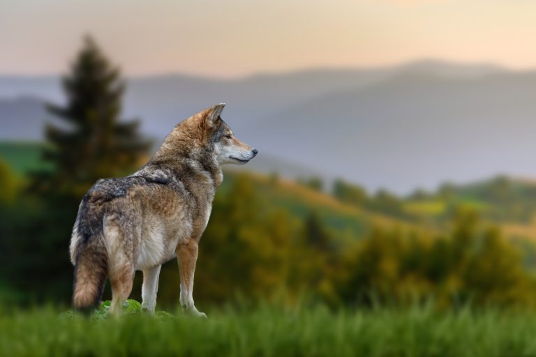Schutz Ihrer Tiere vor Wölfen und Raubwild