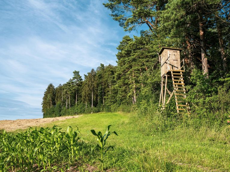 A wooden treehouse stands in a lush green field beside a dense forest in the summer countryside.