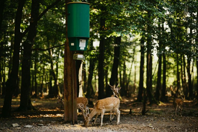 Spotted deer in a lush forest near a feeding station on a sunny day.