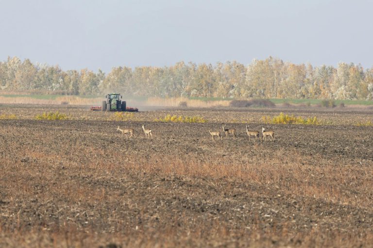 Tractor working on farmland with a herd of deer in the foreground during fall.
