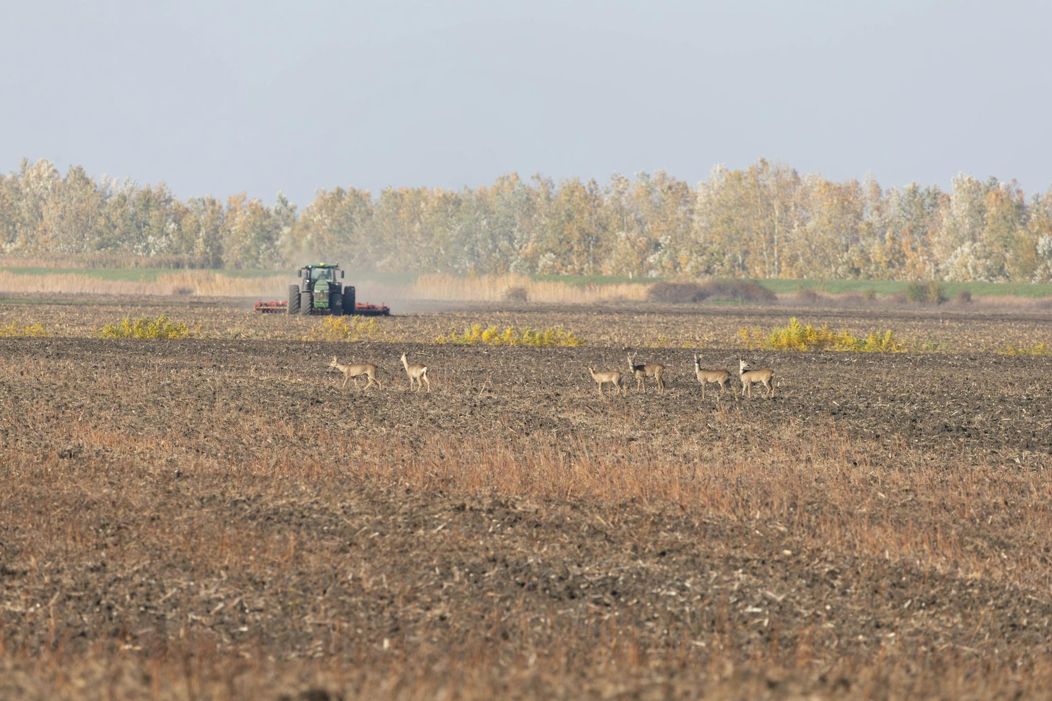 Tractor working on farmland with a herd of deer in the foreground during fall.
